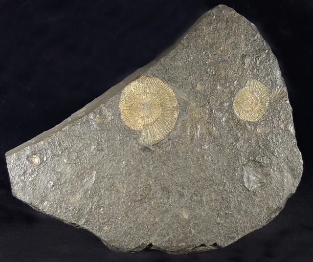 Dactylioceras commune (SOWERBY 1815) - Bild © FossNet FossilienStore